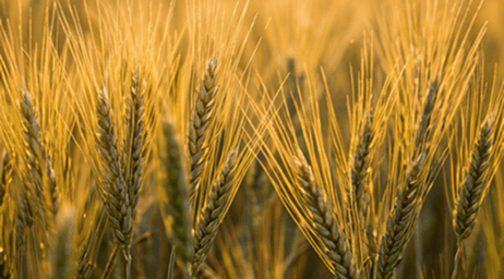 Agricultural Products